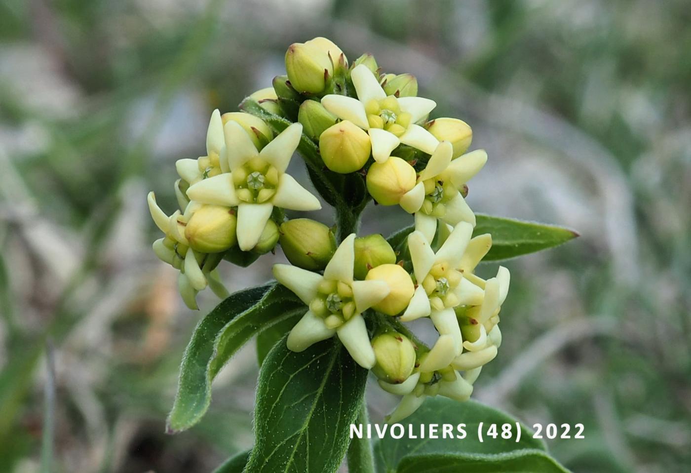 Swallow-wort flower